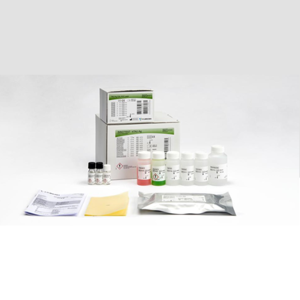 INNOTEST hTAU Ag