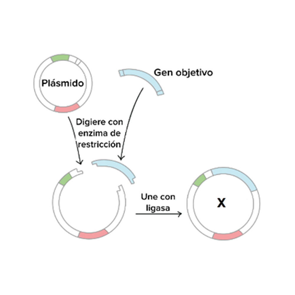 Servicios de ADN y clonación