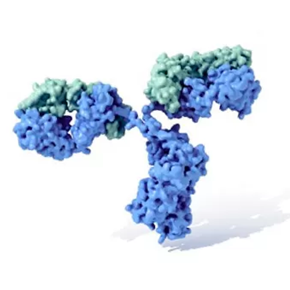 Servicios de células y anticuerpos